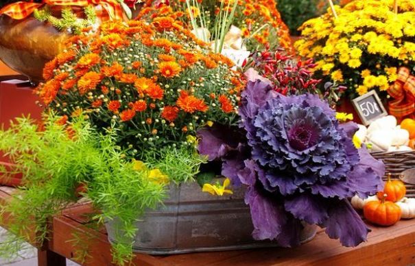 Ideias de plantas para decorar a casa no outono